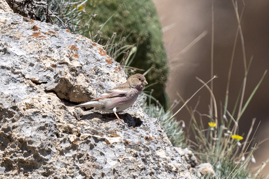 Mongolian Finch